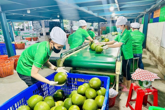 Doanh nghiệp Việt tìm lối vào EU qua chuẩn ESG