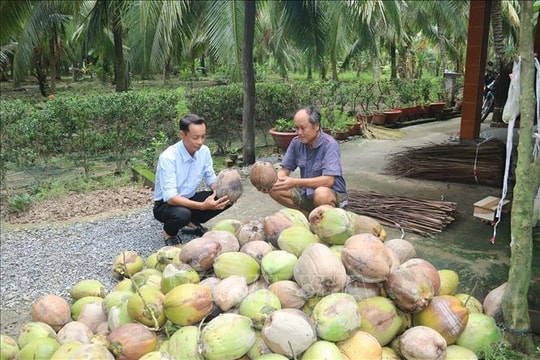Dừa khô được giá mang lại lợi nhuận cao cho nông dân