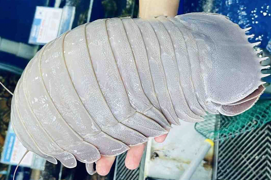 Bọ biển vượt giá tôm hùm, thành hải sản xa xỉ