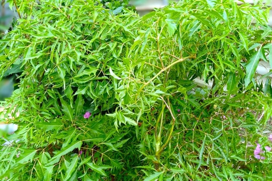 Uống nước đinh lăng có làm sạch và ngừa viêm phổi?