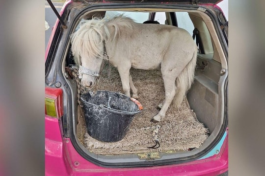 Tranh cãi việc chở ngựa lùn trong cốp xe ở Đức