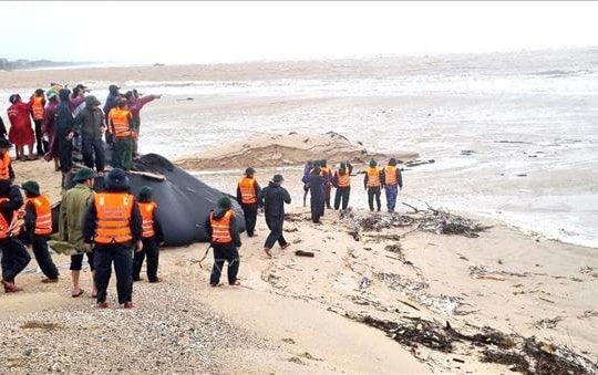Vụ hai tàu cá bị nạn khi vào bờ trú bão: Tìm kiếm 3 thuyền viên mất tích
