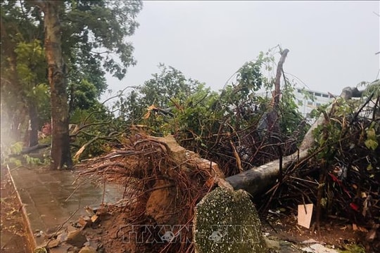 Giải cứu 6 người bị mắc kẹt do cây xanh đổ đè lên ô tô 7 chỗ ở Đà Nẵng