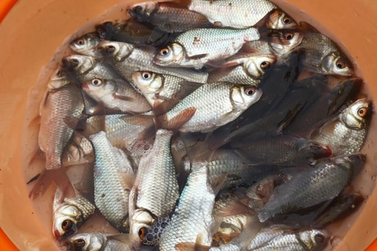 Bất chấp mưa bão, người dân vẫn đổ xô ra đồng kiếm “lộc trời”