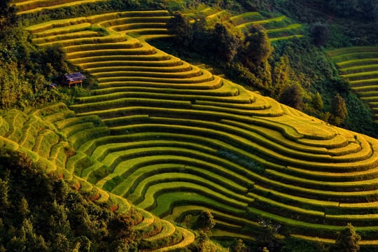 Xím Vàng mùa lúa chín