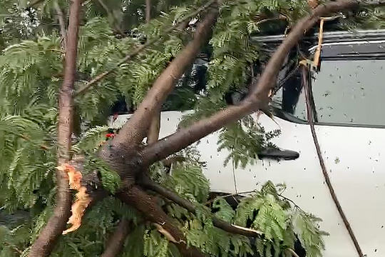 Cây đổ đè trúng ôtô chở 6 người