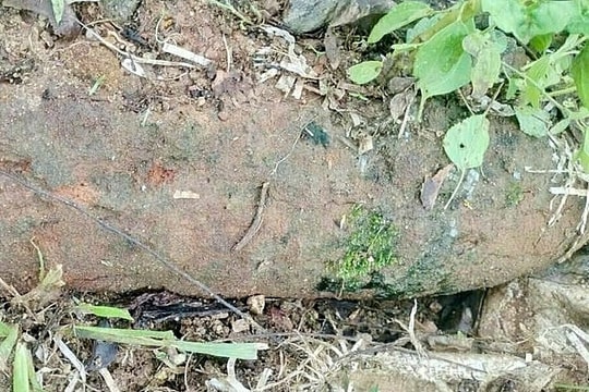 Phát hiện đạn pháo dài nửa mét khi dọn cây