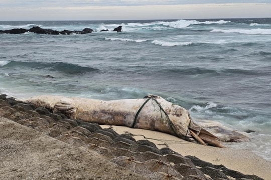 Xác cá voi dài 10 m dạt vào đảo Lý Sơn trong bão Bualoi