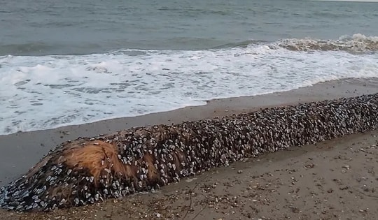 Người dân choáng váng khi phát hiện "kho báu hải sản" trôi dạt vào bờ