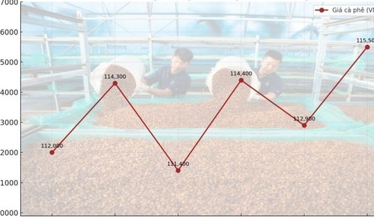 Giá cà phê hôm nay 28-9: Biến động dữ dội, kiểm soát thế nào?