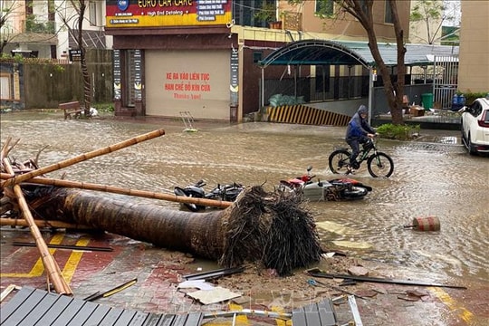 Nghệ An khẩn trương thu dọn cây xanh gãy đổ