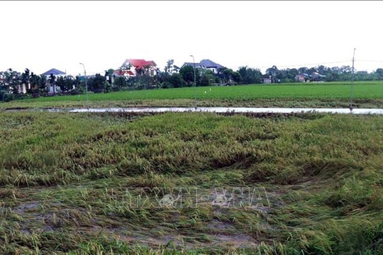 Dông lốc mạnh ở Hưng Yên làm 2 người tử vong, khoảng 10 người bị thương