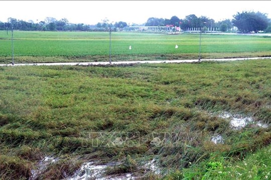 Bão số 10: Gần 8.000 ha cây trồng bị ảnh hưởng do ngập úng, gãy đổ