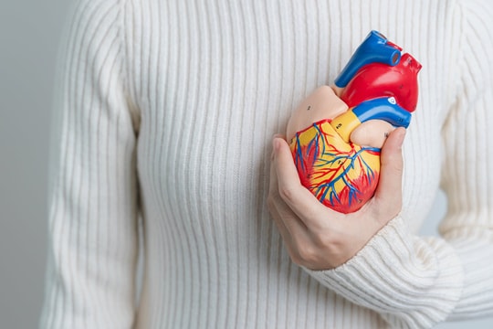 30 "fun facts" có thể bạn chưa biết về trái tim