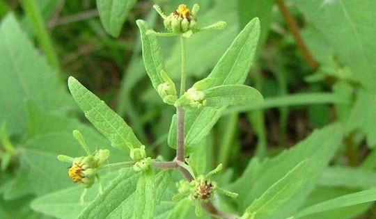 Loại thảo dược mọc hoang nhiều nơi, rất tốt trong điều trị đau nhức xương khớp