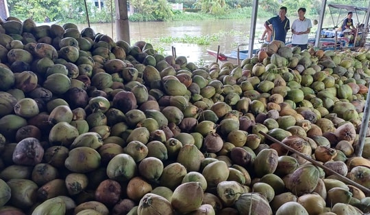 Dừa khô Thái Lan giá rẻ tìm đường đổ bộ sang Việt Nam