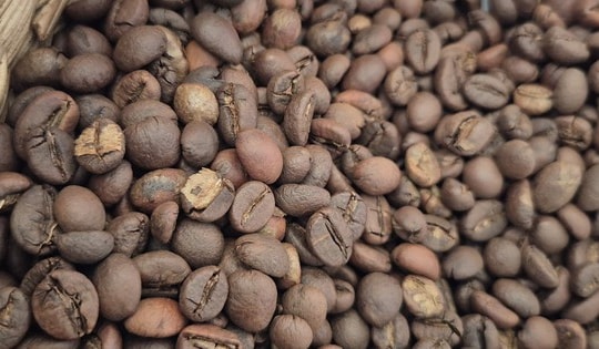 Giá cà phê hôm nay 29-9: Tuần mới giá đi về đâu?