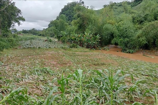 Tích cực tiêu úng cho hơn 28.000 ha cây trồng