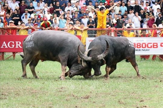 Lễ hội chọi trâu truyền thống Đồ Sơn, tinh thần thượng võ của người dân miền biển