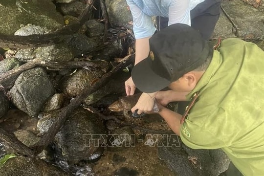 Quảng Ngãi thả cá thể rùa đầu to quý hiếm về lại tự nhiên