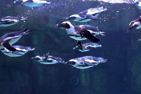 Gặp gỡ 16 chú chim cánh cụt châu Phi tại Thủy cung Lotte World Hà Nội