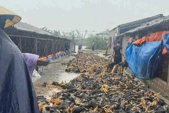 Chủ trang trại bất lực nhìn dòng lũ nhấn chìm đàn gà trị giá 2 tỷ đồng