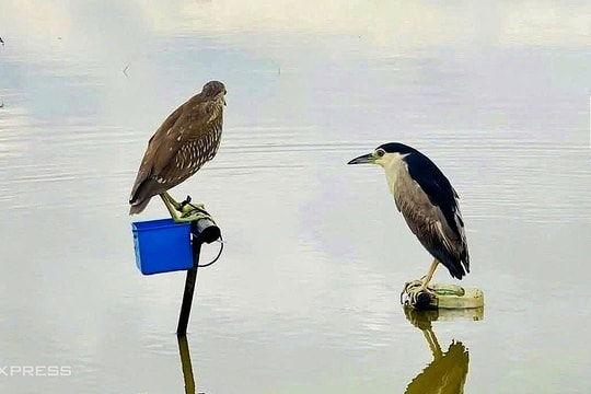 Người nước ngoài sốc với món chim, rắn, rùa trên bàn nhậu Việt