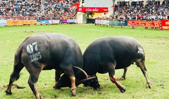 Giải mã sức hút Lễ hội chọi trâu Đồ Sơn - di sản văn hóa biển độc đáo