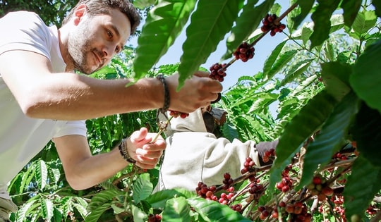 Giá cà phê hôm nay 30-9: Giảm nhẹ, mùa thu hoạch bắt đầu