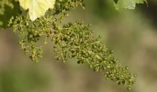 Loại quả thuộc nhóm "tốt nhất thế giới", hoá ra là quả quen thuộc bình dân ở Việt Nam, ở quê trồng bạt ngàn