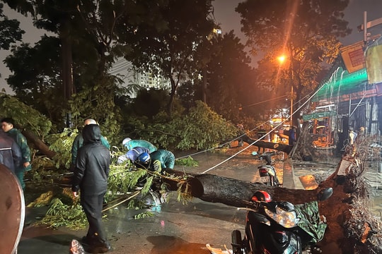 Cây xanh bật gốc đè hai bà cháu ở TP HCM