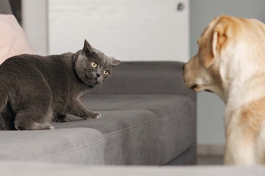 Vợ chồng mới cưới ly hôn vì thú cưng 'không hợp nhau'