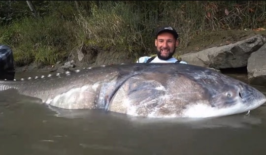 Người đàn ông câu được con cá tầm "khổng lồ" nặng hơn 250kg