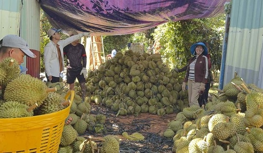 Giá sầu riêng giảm sâu nhưng xuất khẩu vẫn tăng mạnh
