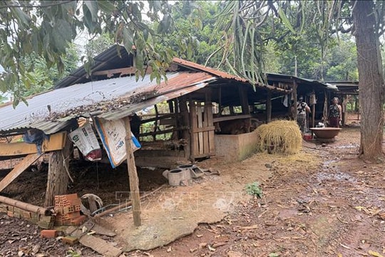 Thói quen chăn nuôi gây ô nhiễm môi trường khu dân cư ở Buôn Ma Thuột