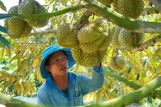 Xuất khẩu nông lâm thủy sản vượt 52 tỷ USD sau 9 tháng