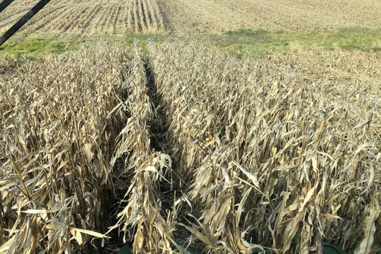 Nông dân Mỹ thêm khốn đốn vì chính phủ đóng cửa