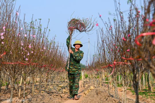 Đề xuất nghỉ Tết Bính Ngọ 9 ngày