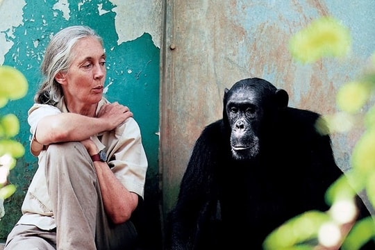 Nhà linh trưởng học nổi tiếng thế giới qua đời ở tuổi 91