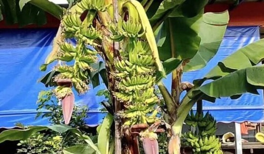 Cây chuối bỗng xảy ra hiện tượng lạ, người dân đổ xô đến xem