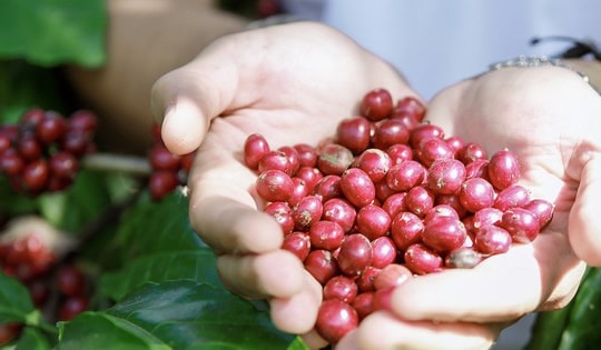 Giá cà phê hôm nay 2-10: Tăng vọt khó tin