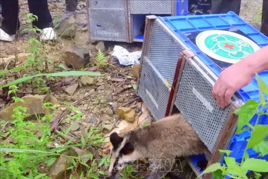 Tái thả 91 cá thể động vật hoang dã về tự nhiên tại Vườn quốc gia Tam Đảo