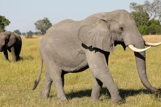 Nữ du khách bị voi cái nặng 6 tấn đuổi theo, dùng vòi dìm xuống nước