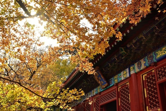 Tour mùa thu Trung Quốc giá rẻ soán ngôi Nhật Bản, Hàn Quốc