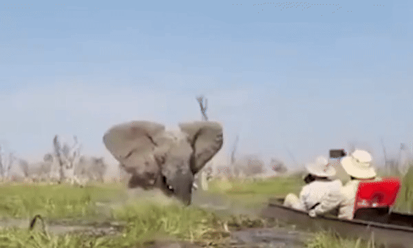 Nữ du khách thoát chết khi bị voi dìm dưới nước