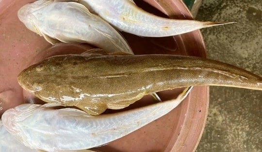 Loại cá "nhà nghèo" nhưng là đặc sản mang hương vị đậm đà được dân sành ăn săn lùng