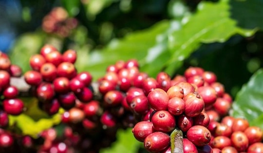 Giá cà phê hôm nay 3-10: Giảm, bức tranh thu hoạch Robusta toàn cầu ra sao?