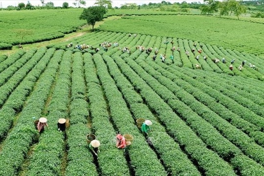 Nới cơ chế tín dụng nông nghiệp, nông thôn