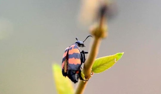 2 người tử vong, 3 người nguy kịch sau khi bị bọ cắn