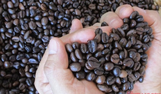 Giá cà phê hôm nay 4-10: Bùng nổ cuối tuần